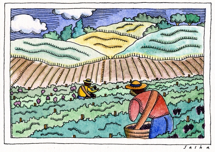 Grape Harvest
