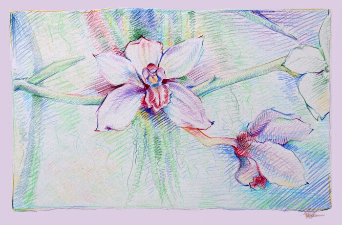 Pale Orchid