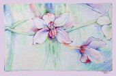 Pale Orchid