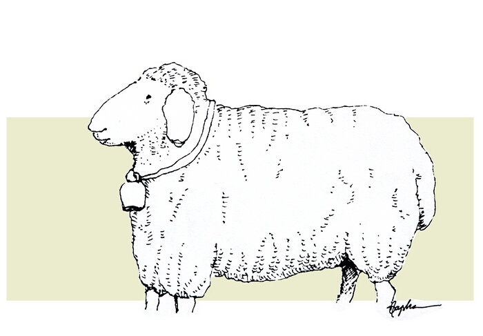 Ewe